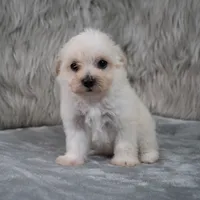 Raul , a male Maltipoo for sale in Donna, TX – 3 of 8