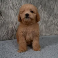 Abby Micro-Mini, a female Miniature Goldendoodle for sale in Donna, TX – 3 of 7