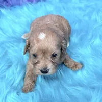 Scout , a male Cavapoo for sale in Donna, TX – 7 of 8
