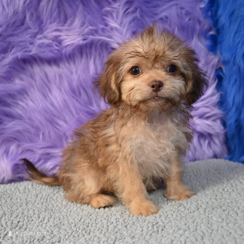 Sergio - Malshipoo, a male Shihpoo for sale in Donna, TX – 1 of 10