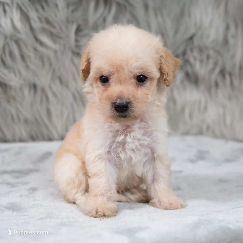 Lila – Poodle - Miniature  puppy for sale in Donna, TX