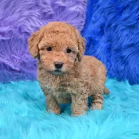 Harper  Micro size, a female Miniature Goldendoodle for sale in Donna, TX – 3 of 6