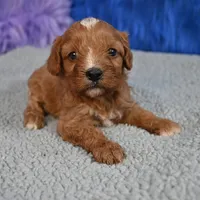 Fluffy, a male Cavapoo for sale in Donna, TX – 8 of 10