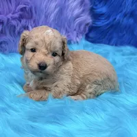 Hunter , a male Poodle - Miniature  for sale in Donna, TX – 5 of 10