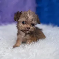 Baxter, a male Shihpoo for sale in Donna, TX – 3 of 9