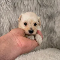 Willow, a female Maltipoo for sale in Donna, TX – 2 of 5