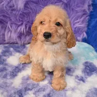 Duke , a male Cockapoo for sale in Donna, TX – 3 of 10