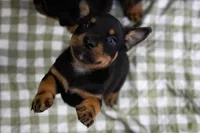 Grace Ann, a female Rottweiler for sale in Paramount, CA – 9 of 10