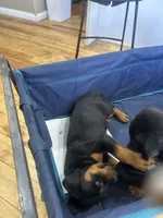 Grace Ann, a female Rottweiler for sale in Paramount, CA – 2 of 10