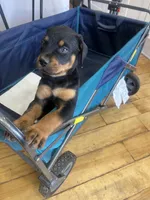 Grace Ann, a female Rottweiler for sale in Paramount, CA – 5 of 10