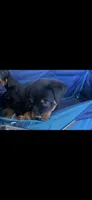 Grace Ann, a female Rottweiler for sale in Paramount, CA – 3 of 10