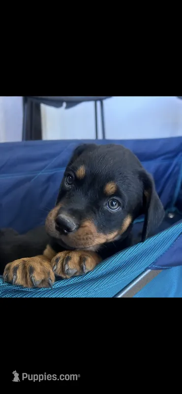 Grace Ann – Rottweiler puppy for sale in Paramount, CA