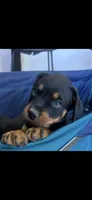 Grace Ann, a female Rottweiler for sale in Paramount, CA – 1 of 10