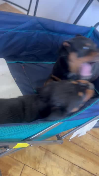 Grace Ann, a female Rottweiler for sale in Paramount, CA – 6 of 10