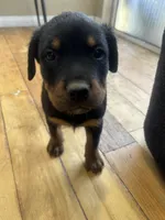 Grace Ann, a female Rottweiler for sale in Paramount, CA – 7 of 10