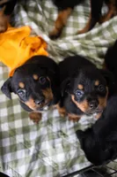 Grace Ann, a female Rottweiler for sale in Paramount, CA – 10 of 10