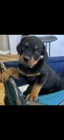 Grace Ann, a female Rottweiler for sale in Paramount, CA – 4 of 10