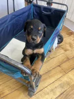 Grace Ann, a female Rottweiler for sale in Paramount, CA – 8 of 10