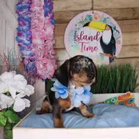 Gunner, a male Dachshund for sale in Atlanta, GA – Photo 3 of 5