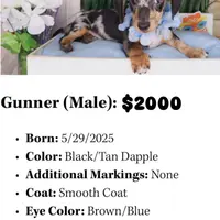 Gunner, a male Dachshund for sale in Atlanta, GA – Photo 1 of 5