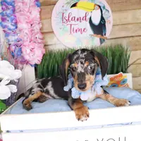 Gunner, a male Dachshund for sale in Atlanta, GA – Photo 4 of 5