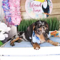 Gunner, a male Dachshund for sale in Atlanta, GA – Photo 5 of 5