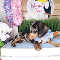 Gunner, a male Dachshund for sale in Atlanta, GA – Photo 2 of 5