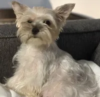 Female, a female Yorkshire Terrier for sale in Mobile, AL – 5 of 10