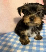 Female, a female Yorkshire Terrier for sale in Mobile, AL – 6 of 10