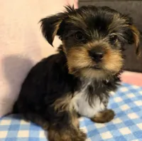 Female, a female Yorkshire Terrier for sale in Mobile, AL – 10 of 10