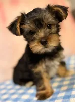 Female, a female Yorkshire Terrier for sale in Mobile, AL – 1 of 10