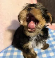 Female, a female Yorkshire Terrier for sale in Mobile, AL – 3 of 10