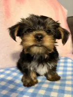 Female, a female Yorkshire Terrier for sale in Mobile, AL – 8 of 10
