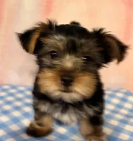 Female, a female Yorkshire Terrier for sale in Mobile, AL – 9 of 10