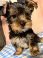 Female, a female Yorkshire Terrier for sale in Mobile, AL – 7 of 10