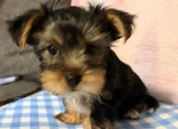 Female, a female Yorkshire Terrier for sale in Mobile, AL – 2 of 10