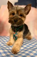 Female, a female Yorkshire Terrier for sale in Mobile, AL – 4 of 10