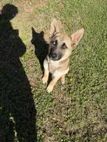 Bella, a female German Shepherd Dog for sale in Charlotte, NC – 2 of 9