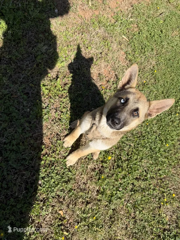 Bella, a female German Shepherd Dog for sale in Charlotte, NC – 1 of 9