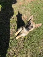 Bella, a female German Shepherd Dog for sale in Charlotte, NC – 1 of 9