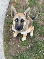 Bella, a female German Shepherd Dog for sale in Charlotte, NC – 5 of 9