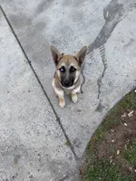 Bella, a female German Shepherd Dog for sale in Charlotte, NC – 3 of 9
