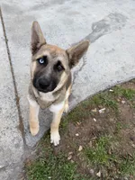 Bella, a female German Shepherd Dog for sale in Charlotte, NC – 4 of 9