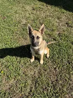 Bella, a female German Shepherd Dog for sale in Charlotte, NC – 8 of 9