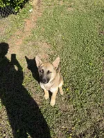 Bella, a female German Shepherd Dog for sale in Charlotte, NC – 9 of 9