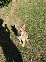 Bella, a female German Shepherd Dog for sale in Charlotte, NC – 7 of 9