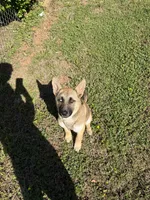 Bella, a female German Shepherd Dog for sale in Charlotte, NC – 6 of 9