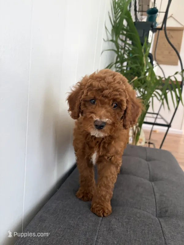 Tucker – Poodle - Miniature  puppy for sale in Millbrook, AL