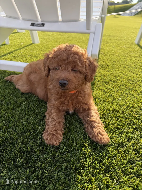Diesel  – Poodle - Miniature  puppy for sale in Millbrook, AL