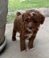 Theo, a male Poodle - Miniature  for sale in Millbrook, AL – Photo 2 of 4